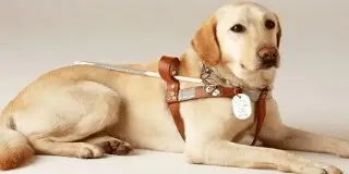 Service Dog